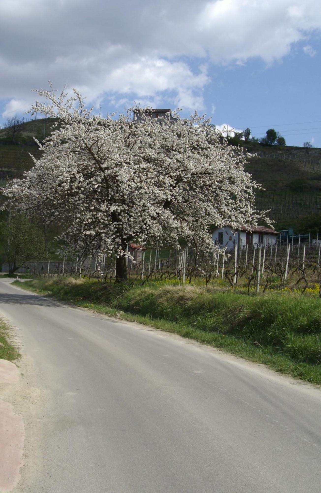La Martinella Villa Canelli Buitenkant foto