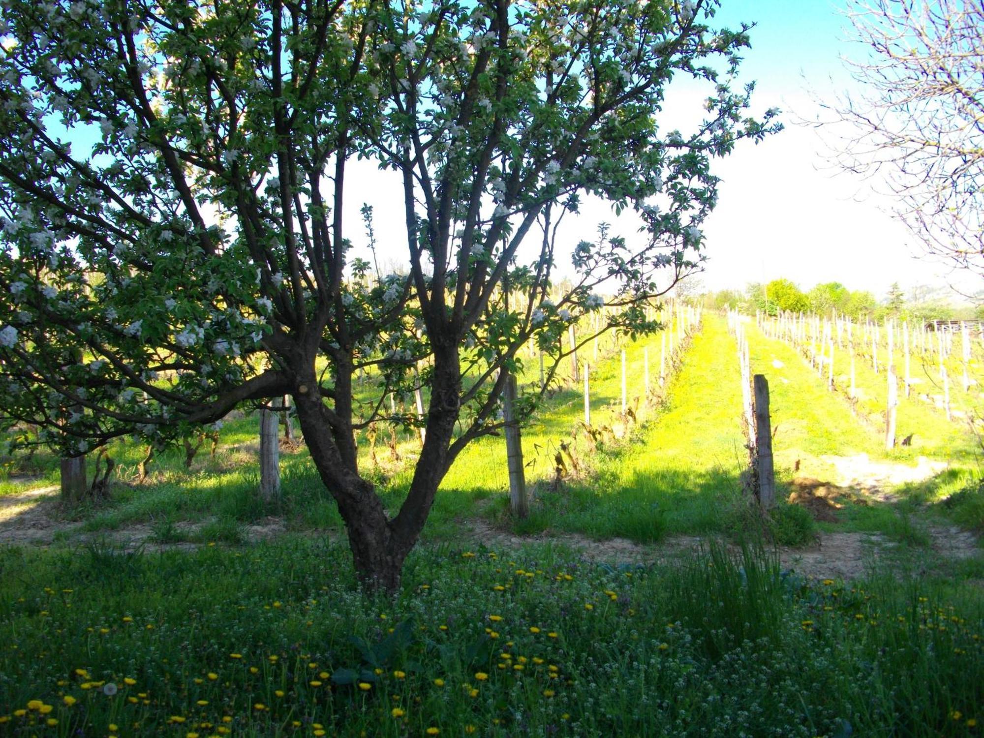 La Martinella Villa Canelli Buitenkant foto